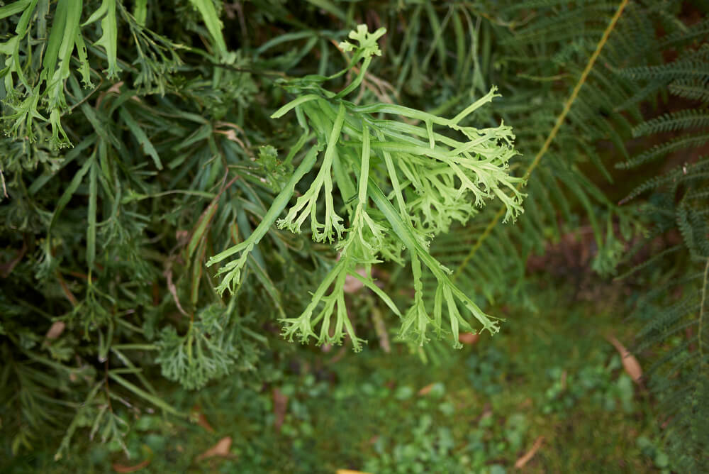 Pteris cretica