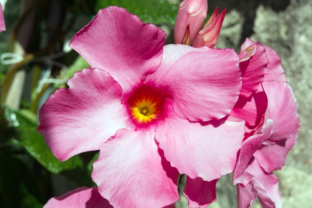 Mandevilla