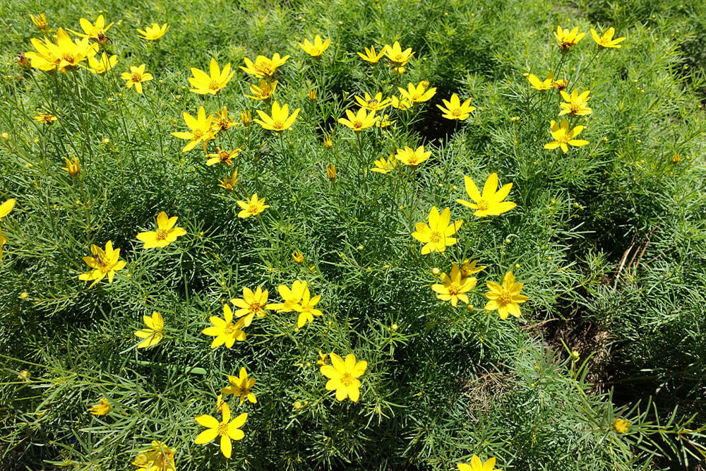 Coreopsis spp.