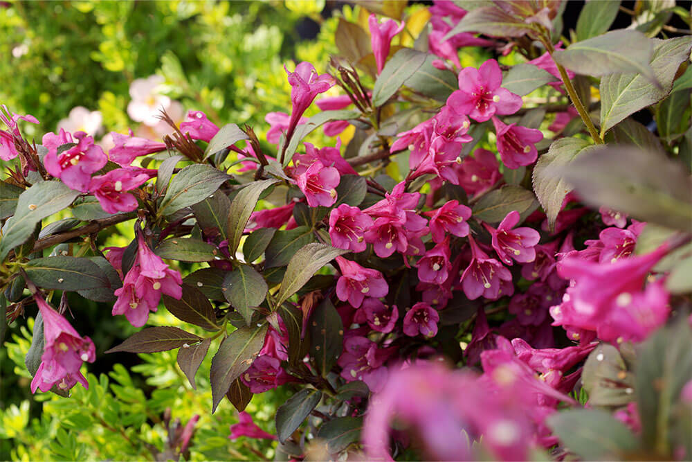 Weigela florid