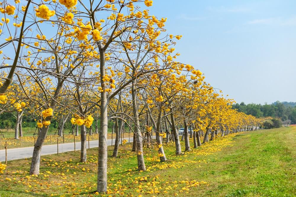 Cochlospermum religiosum