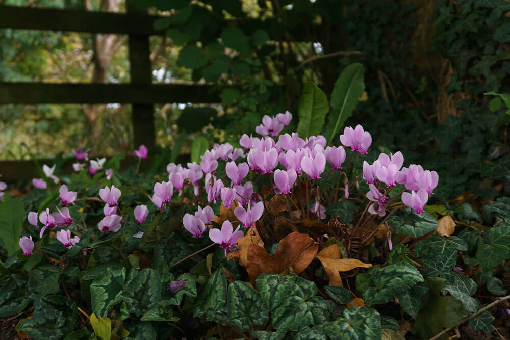 Cyclamen hederifolium