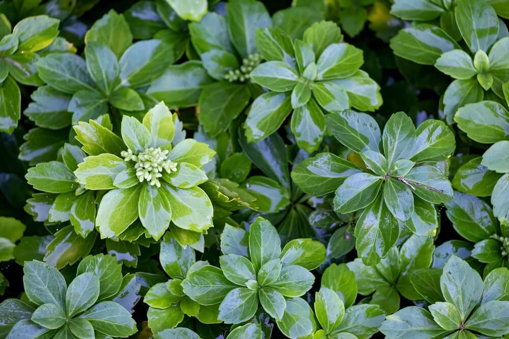 Pachysandra terminalis