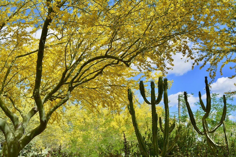 Parkinsonia Florida