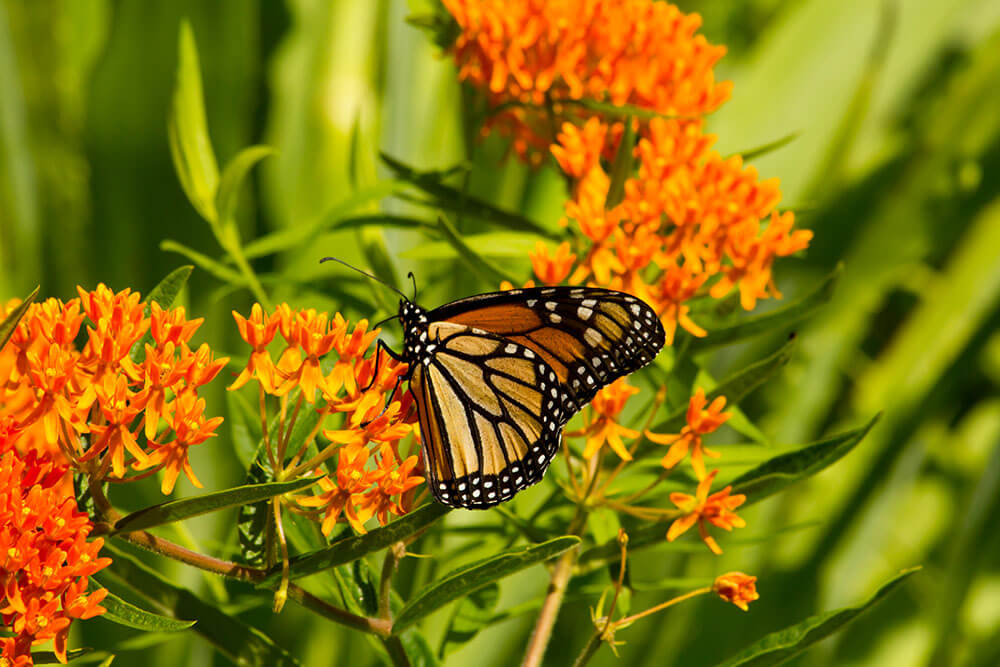 Asclepias tuberosa