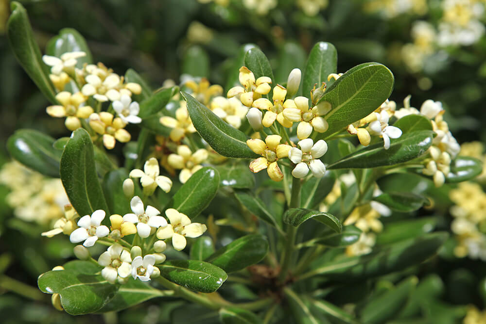 Pittosporum tobira