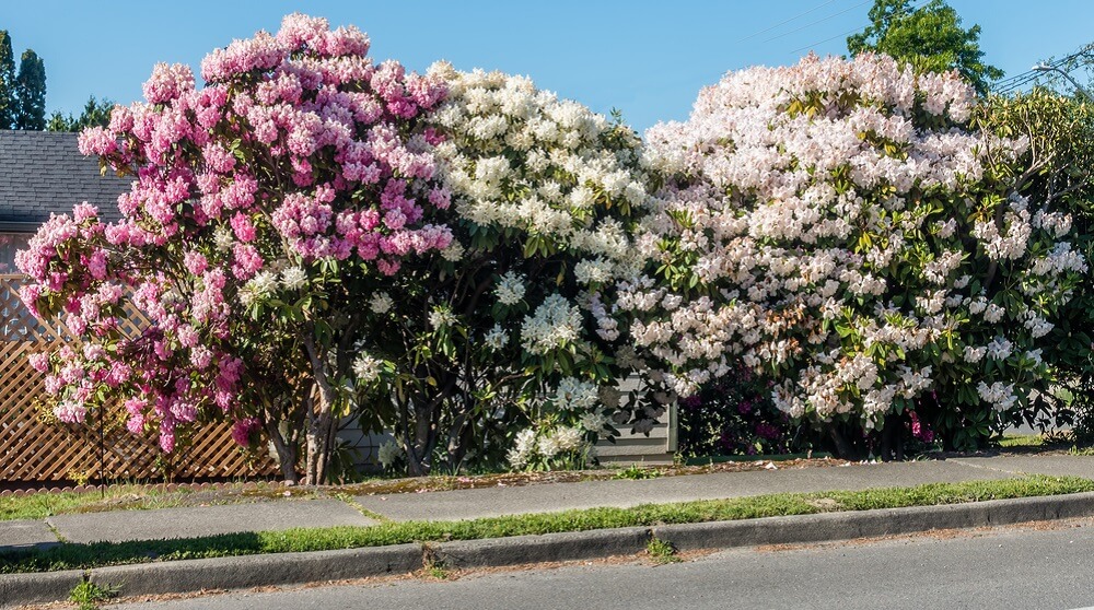 Rhododendron maximum