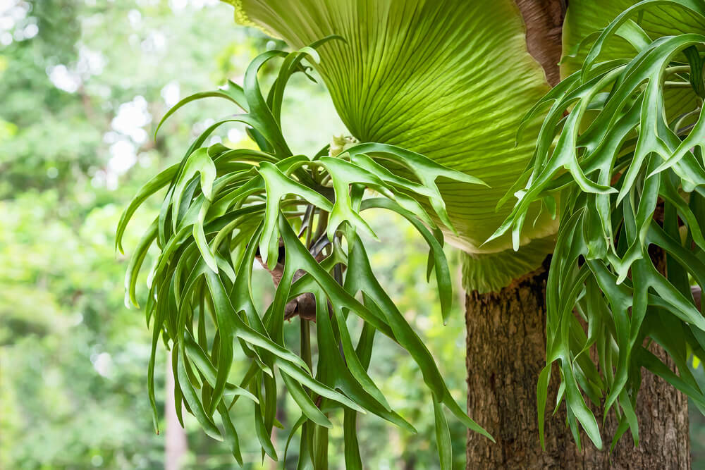 Platycerium superbum