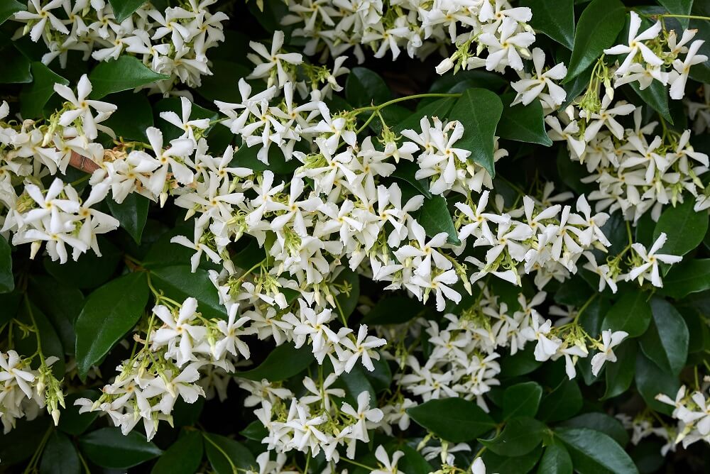 Trachelospermum jasminoides