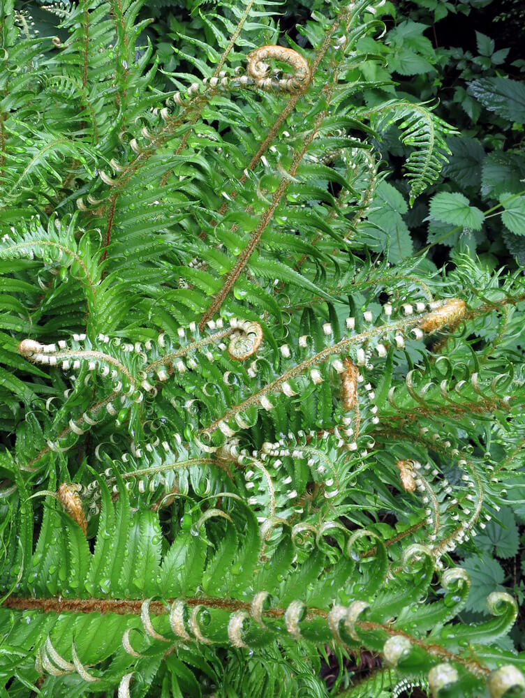 Polystichum munitum