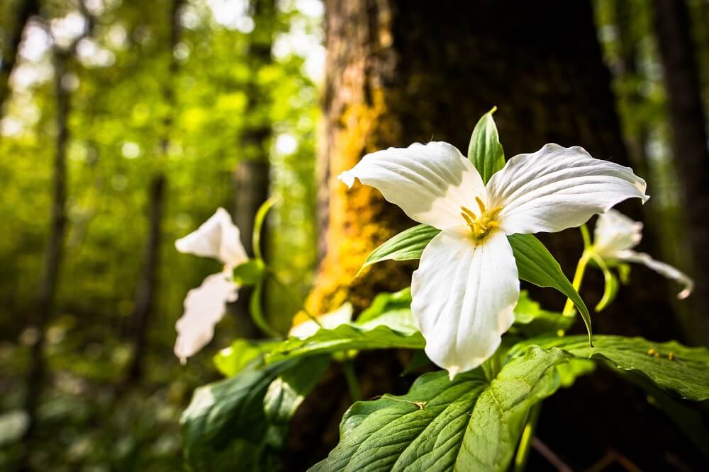 Trillium