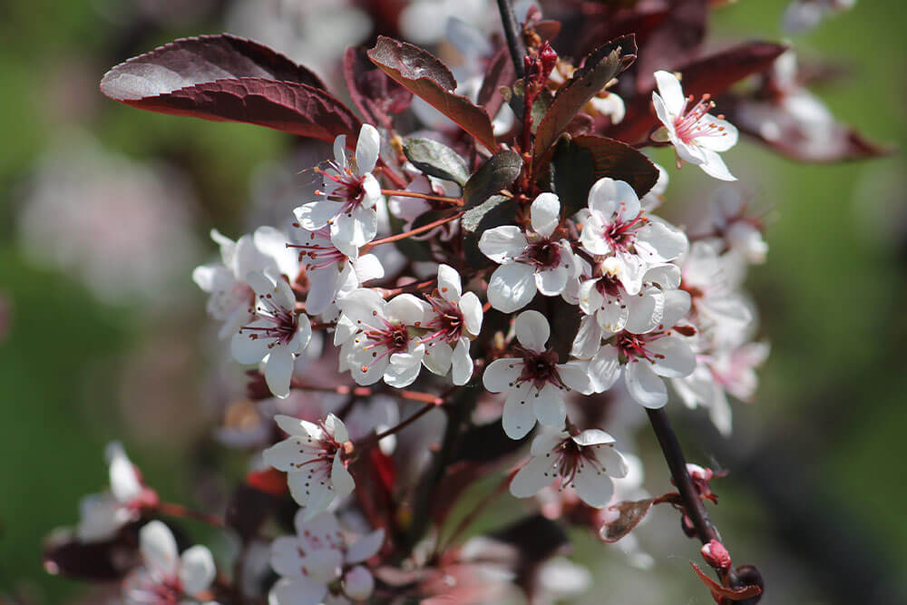 Prunus x cistena