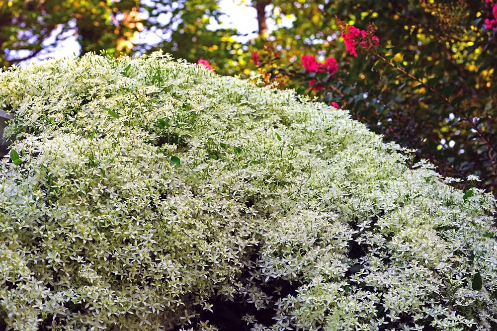 Clematis terniflora