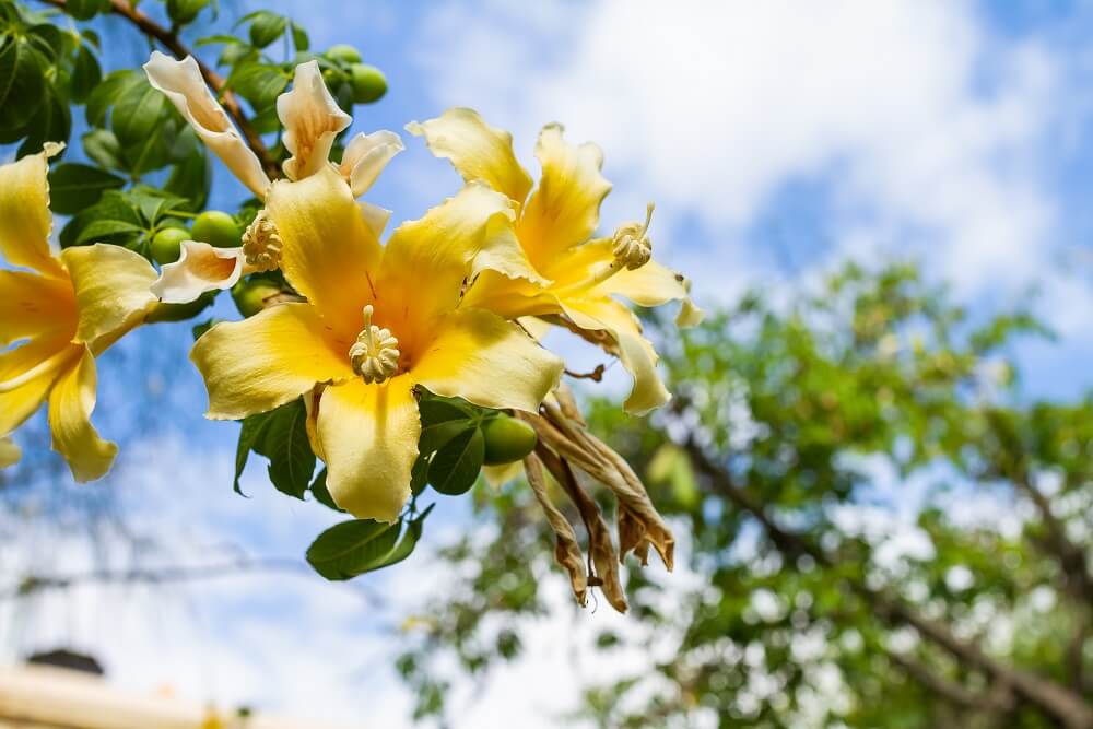 Ceiba Speciosa