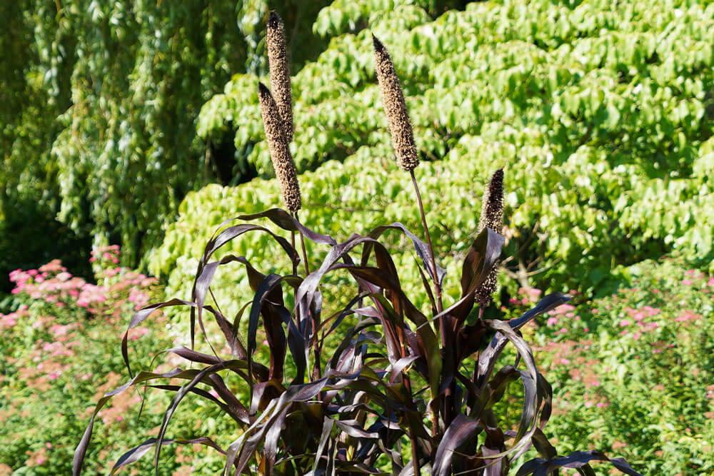 Pennisetum glaucum Purple Majesty