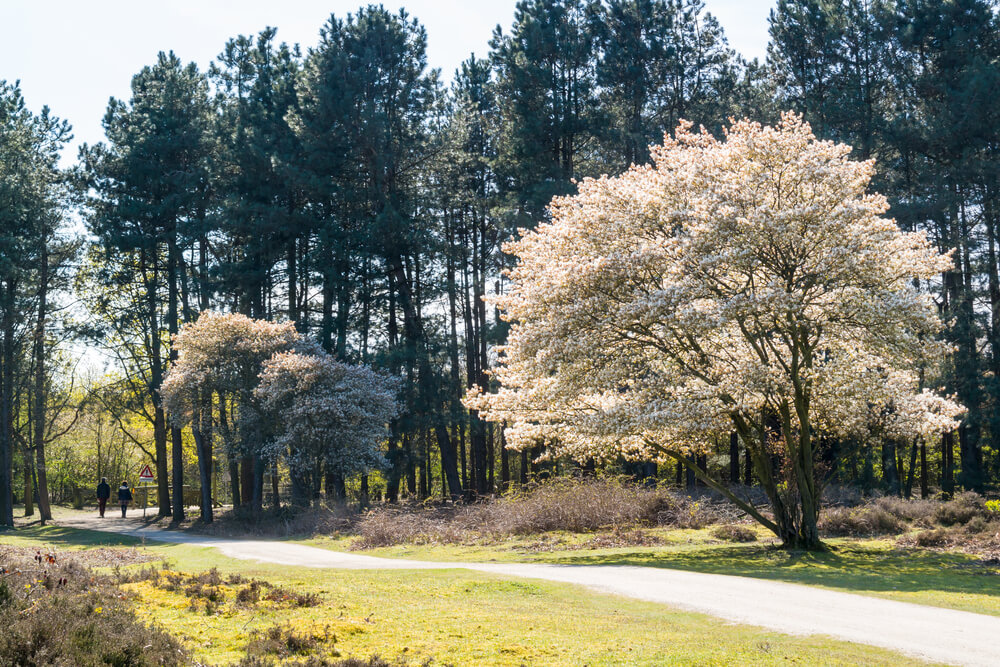 Amelanchier canadensis