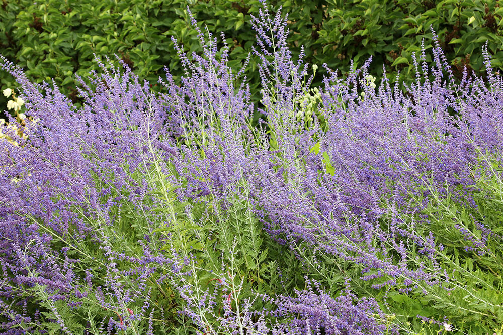 Salvia yangii