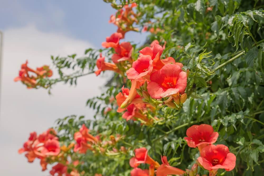 Campsis radicans