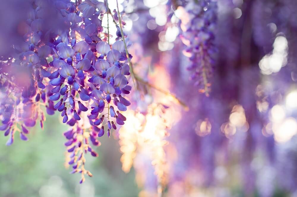 Wisteria sinensis