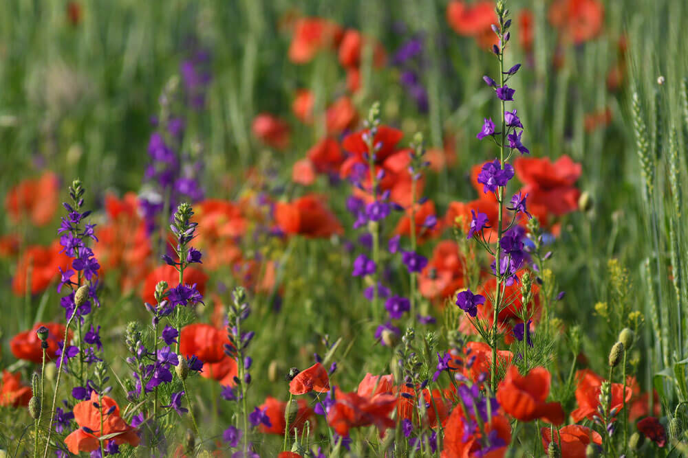 Papaver orientale