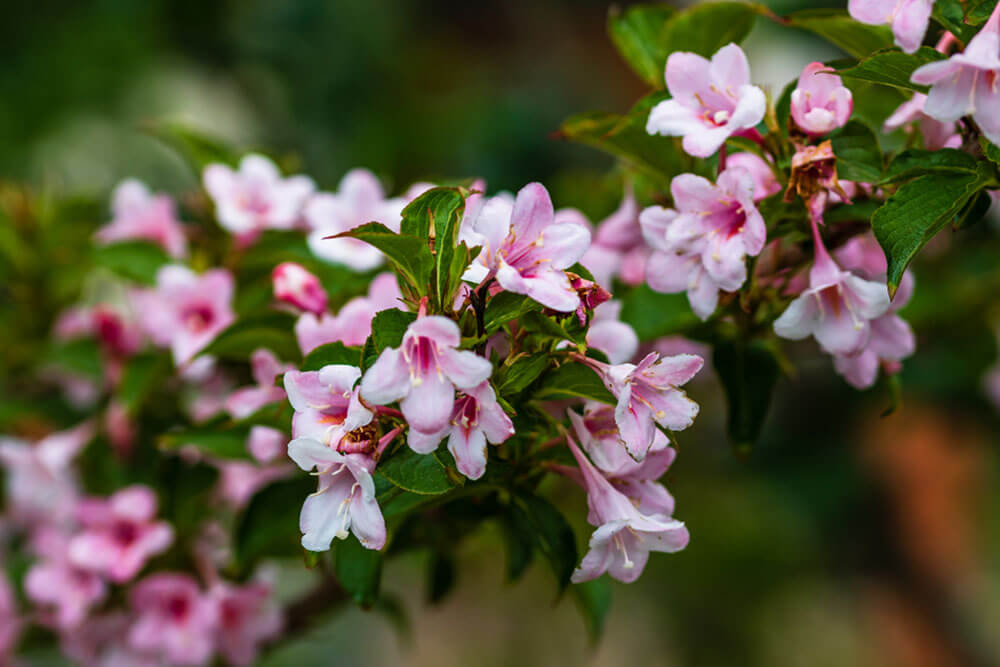 Weigela florida Wine and Roses