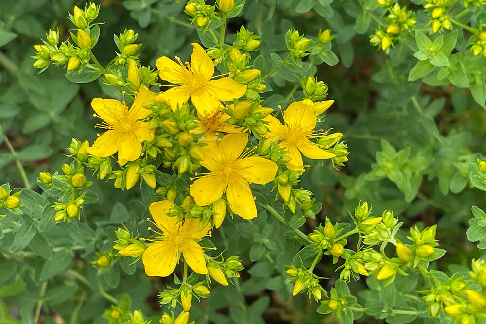 Hypericum perforatum