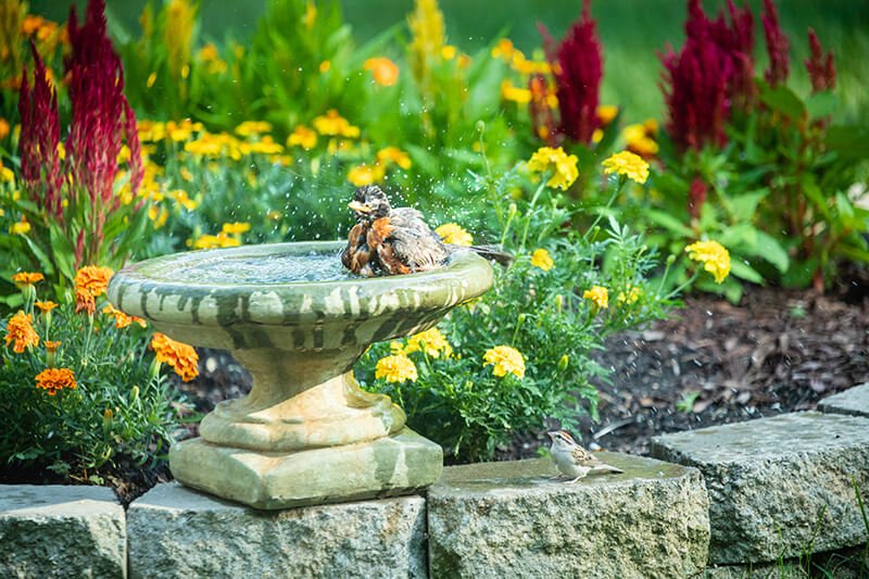 Ideal bird bath depth