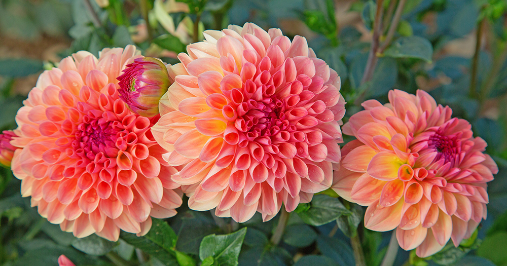 Different Dahlia flowers