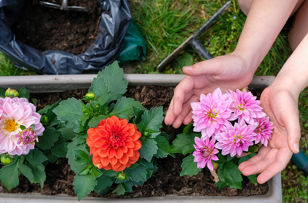 Caring about Dahlia flowers