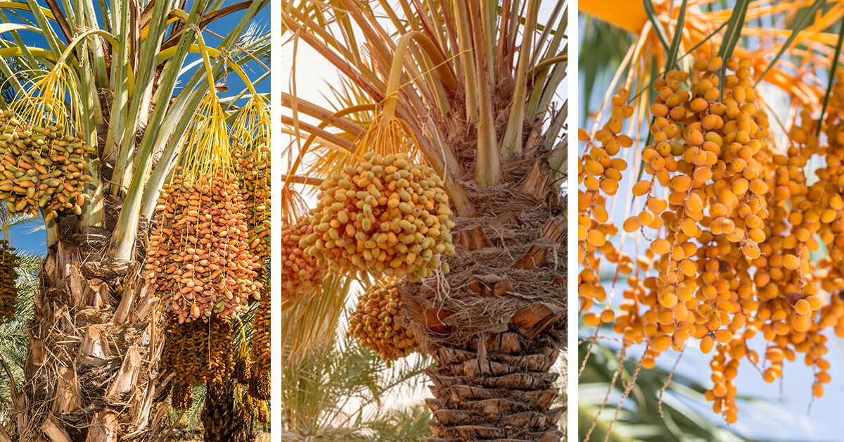 Featured image for “Growing Date Palm Tree Outdoors – How to Plant, Grow and Help Them Thrive”