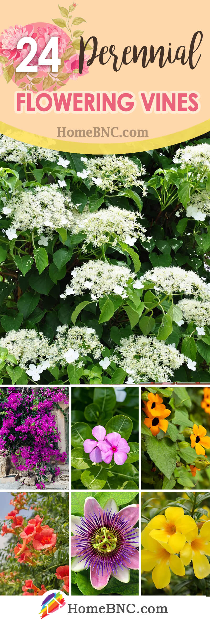 Perennial Flowering Vines