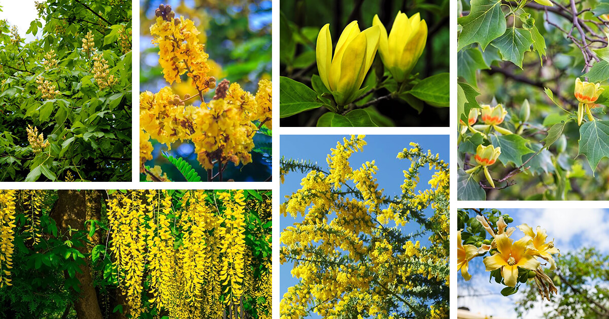 Featured image for “21 Luminous Trees with Yellow Flowers That Spread Sunshine in Your Garden”