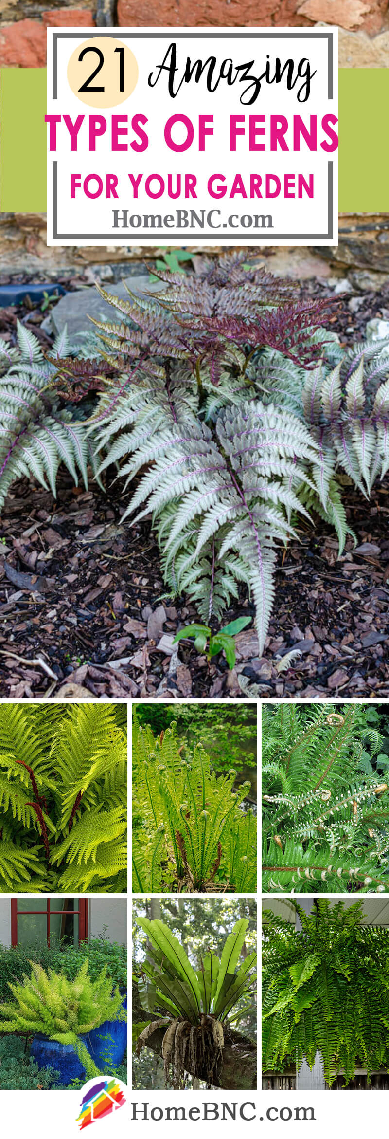 Types of Ferns