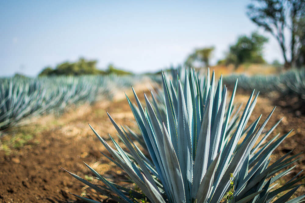 Agave americana