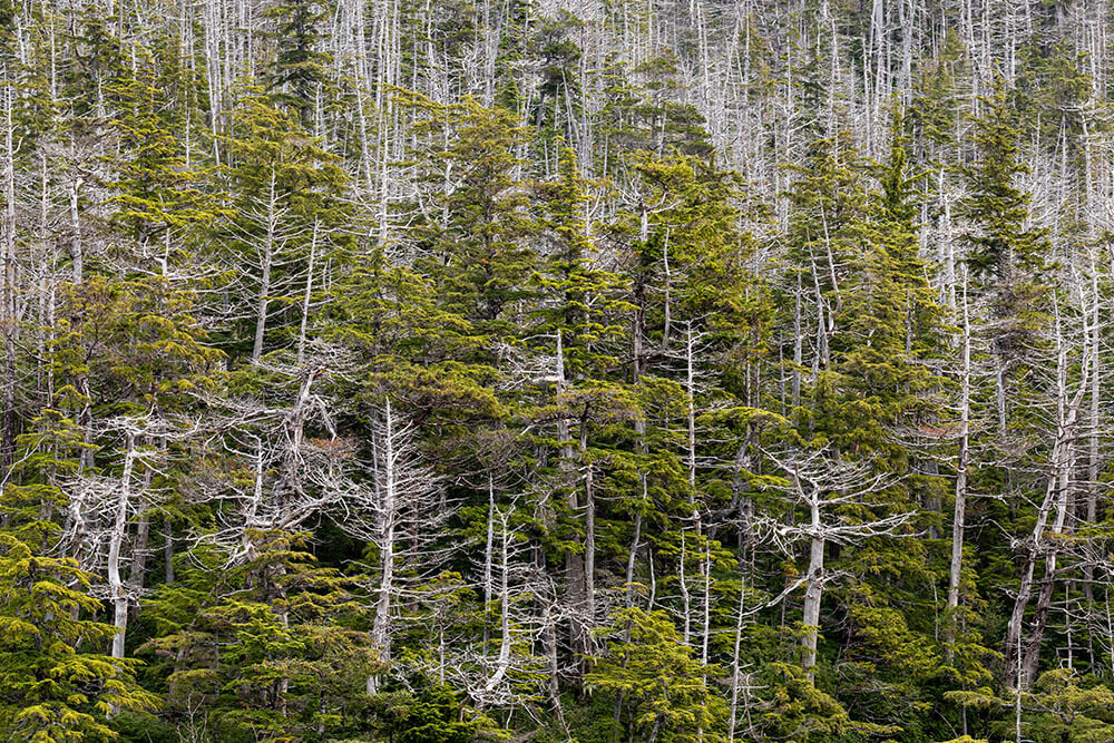 Cupressus nootkatensis