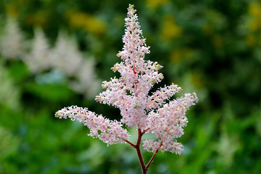 Astilbe