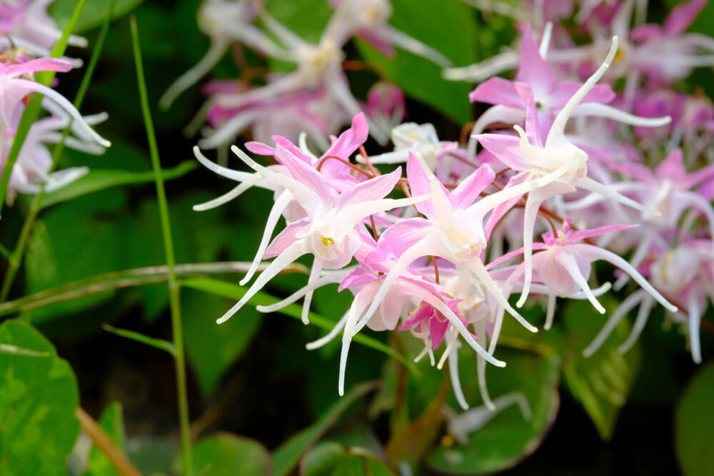 Epimedium spp.