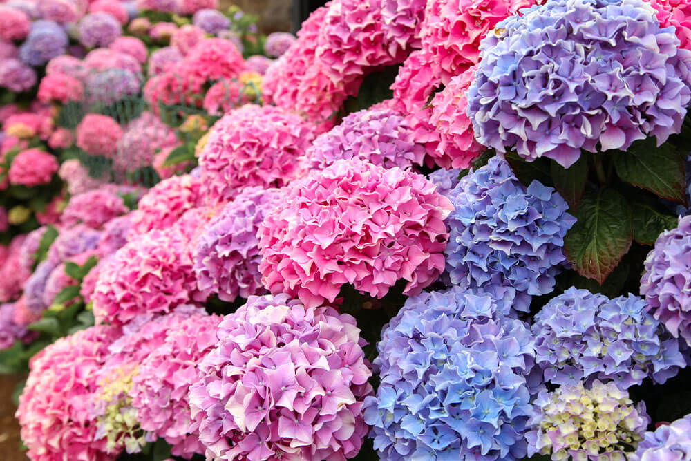 Varieties of Hydrangea