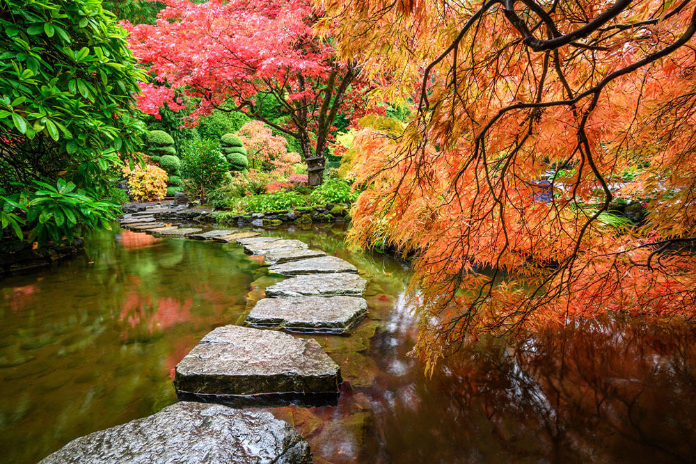 Acer palmatum