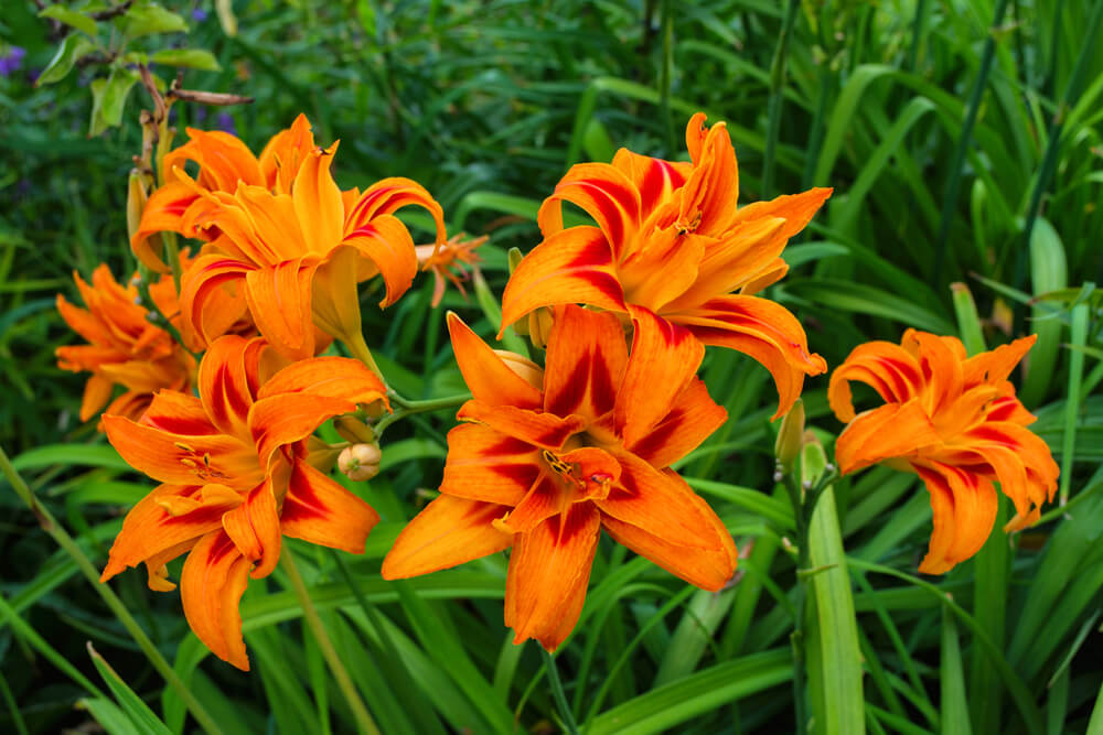 When to plant Orange Daylily