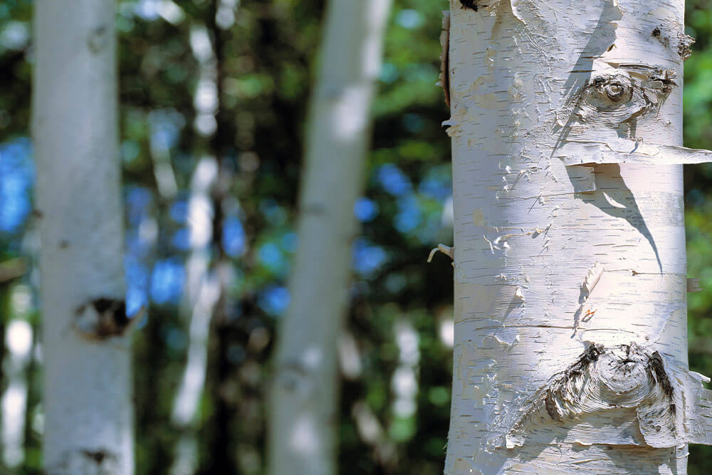 Betula papyrifera