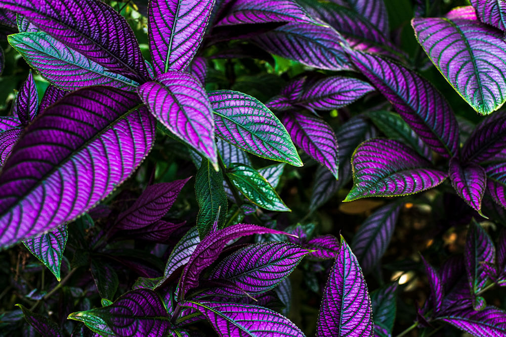 Strobilanthes dyeriana