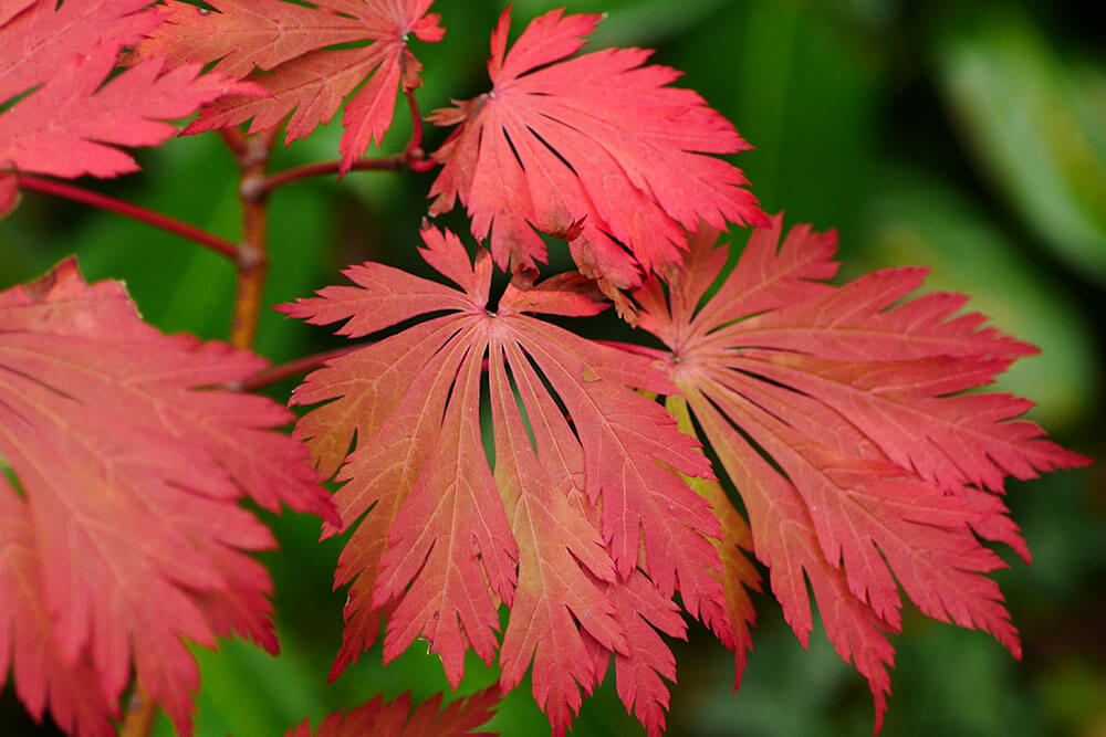 Acer japonicum Aconitifolium