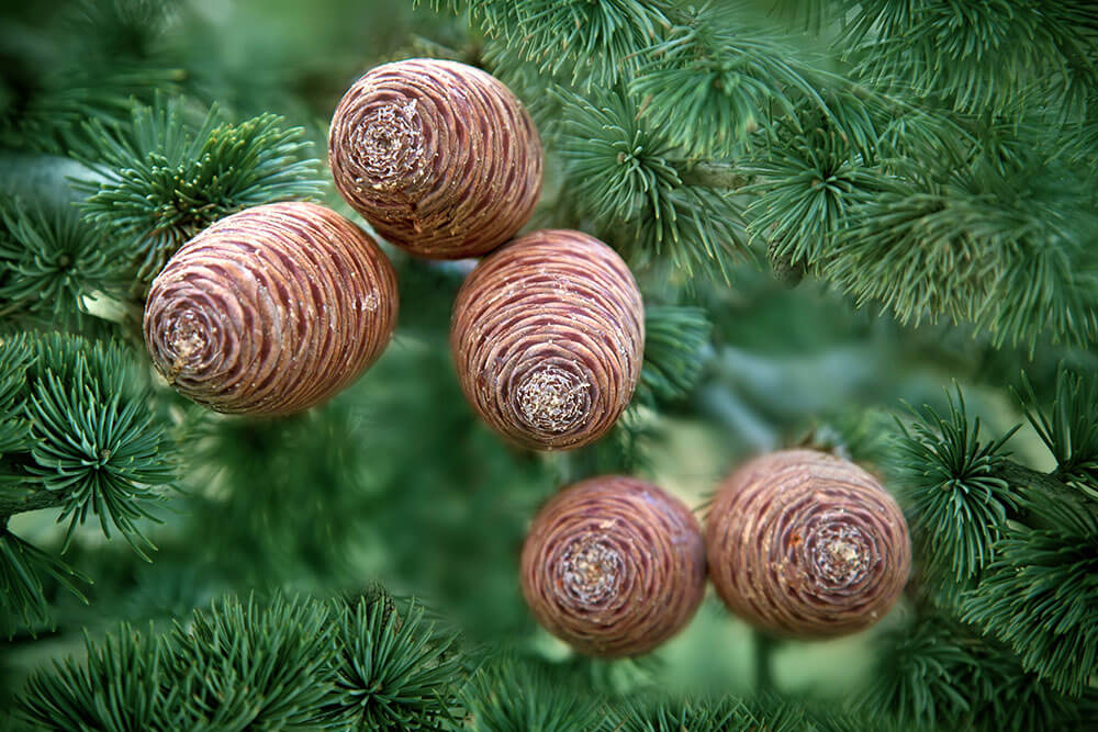 Cedrus atlantica