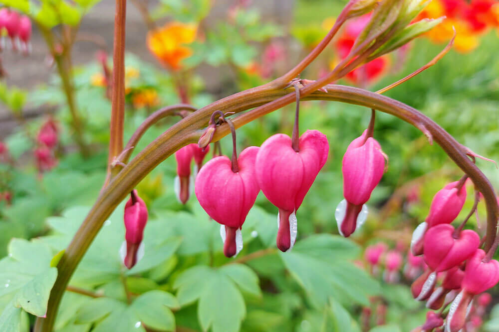 Dicentra