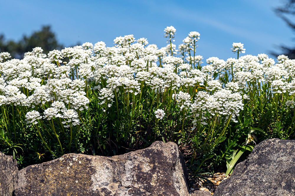 Iberis sempervirens