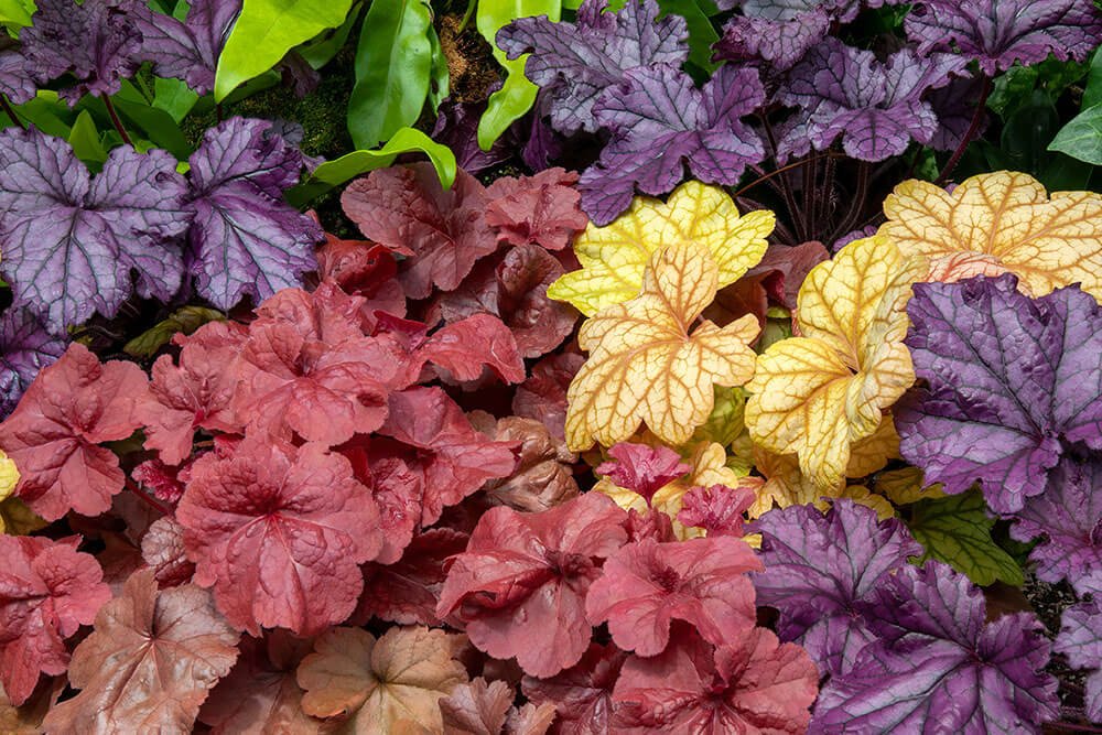 Heuchera spp.