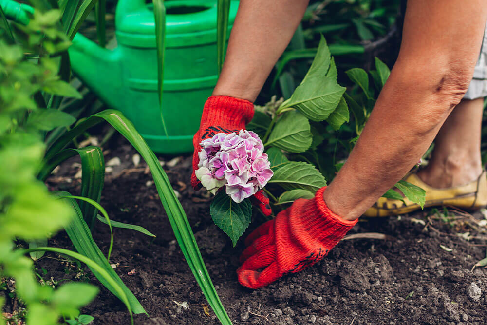 Where to Plant Hydrangeas