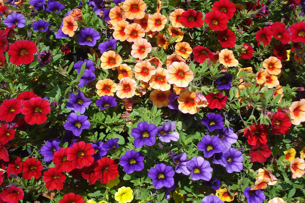 Calibrachoa