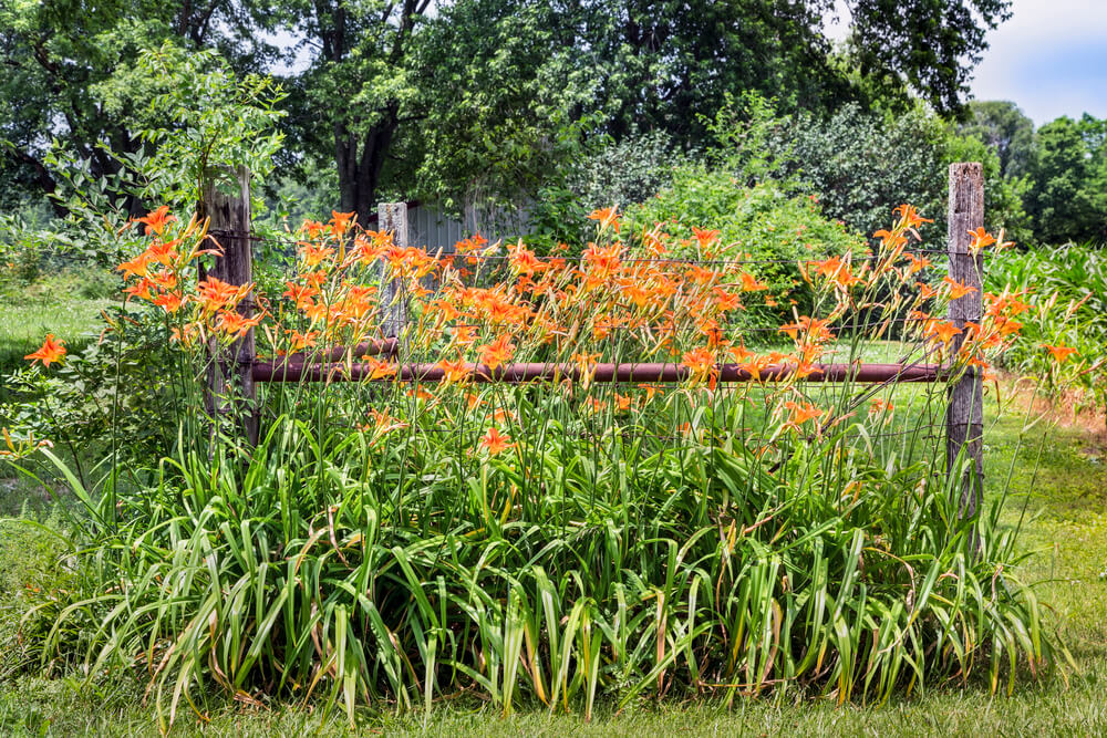 Orange Daylily Wintering